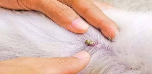 Fleas on Dogs: Symptoms & How to Spot Them