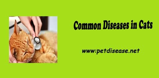 Common Diseases in Cats: A Comprehensive Guide