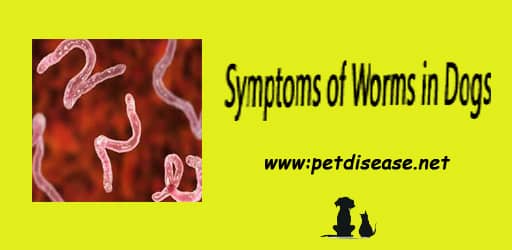 Symptoms of Worms in Dogs