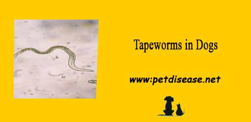 Tapeworms in Dogs: A Comprehensive Guide