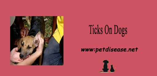 Ticks On Dogs