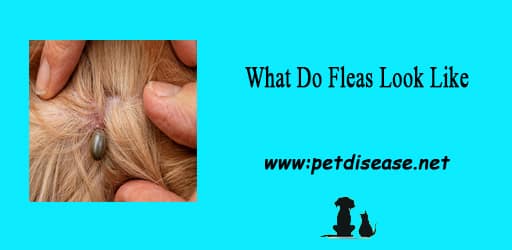 What Do Fleas Look Like ? How to Kill + Guide New 2023