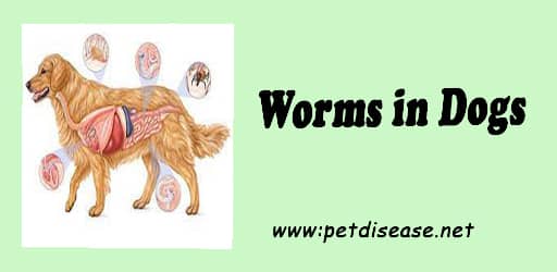 Worms in Dogs