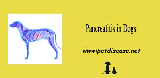 Pancreatitis in Dogs