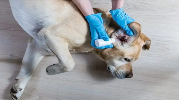 best ear mite treatment for dogs