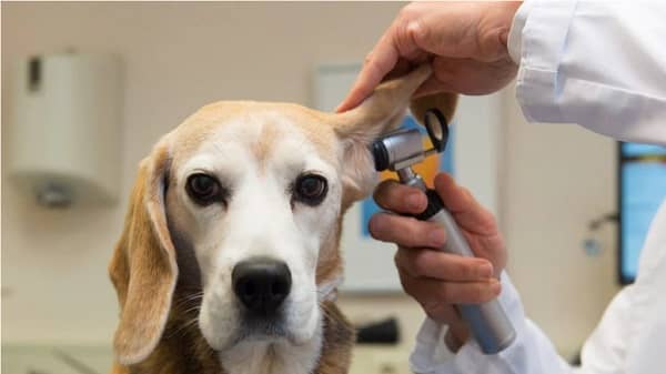 ear mites in puppies