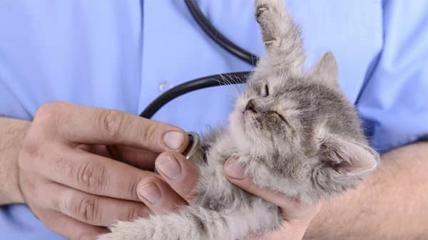 cats diseases and symptoms