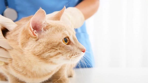 common cat diseases