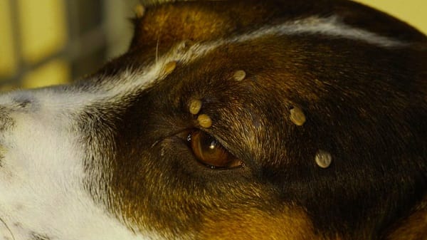 engorged tick on dog